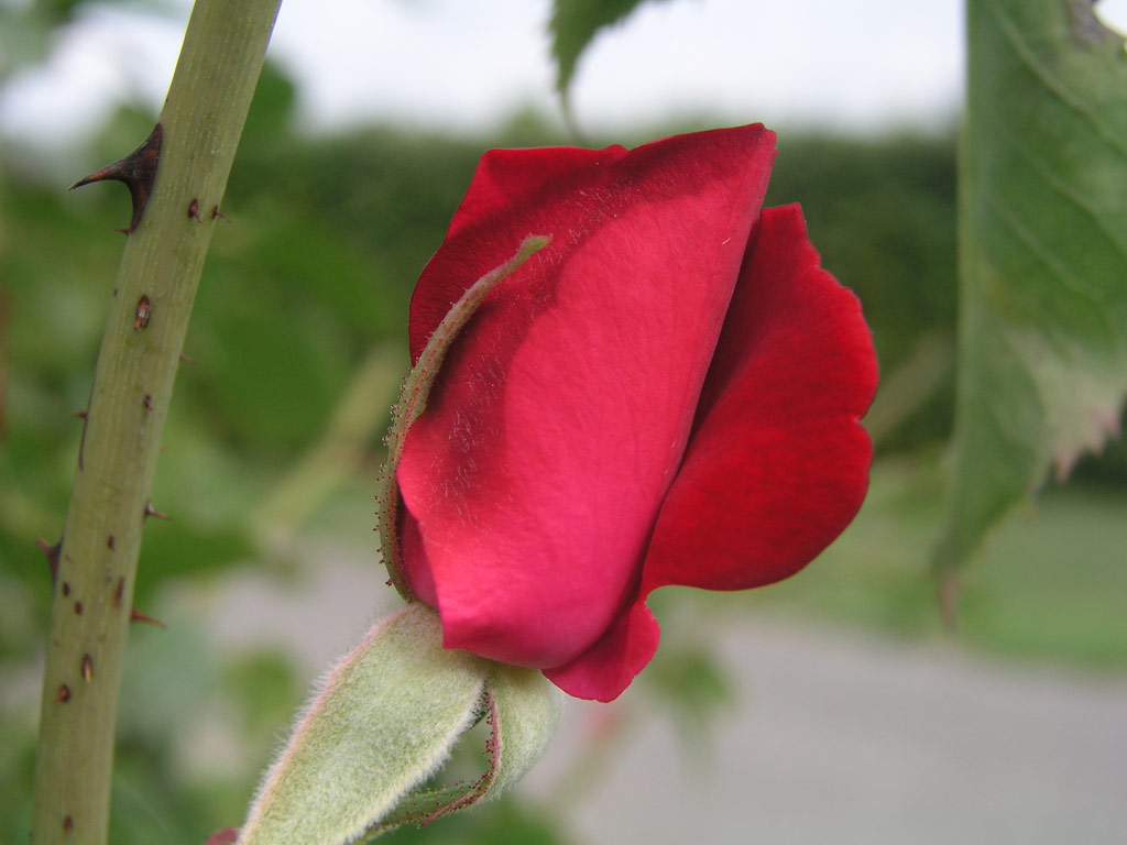 růže Gruss an Teplitz