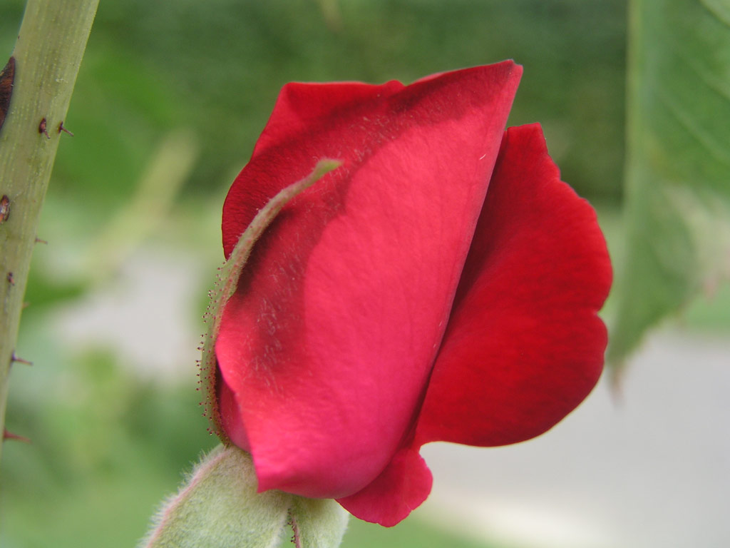 růže Gruss an Teplitz