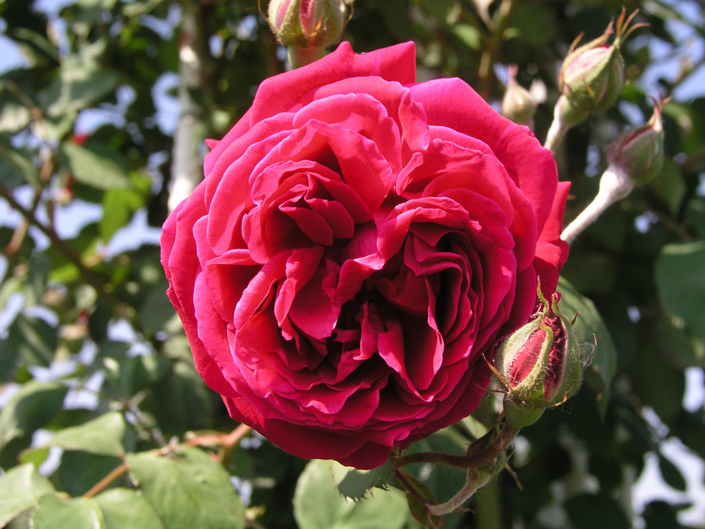 růže Gruss an Teplitz