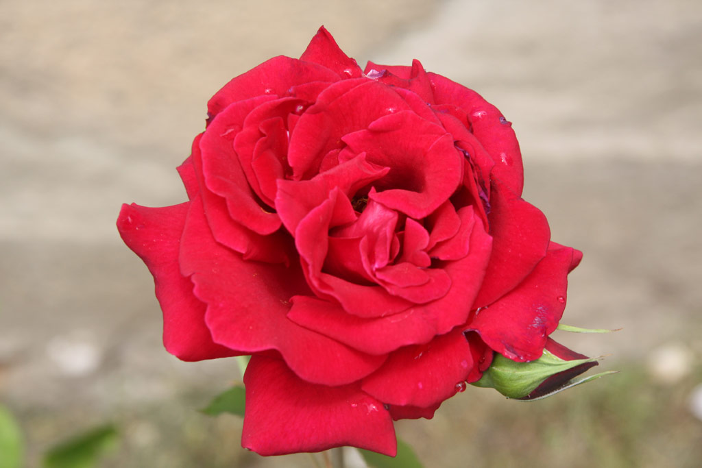 růže Guine