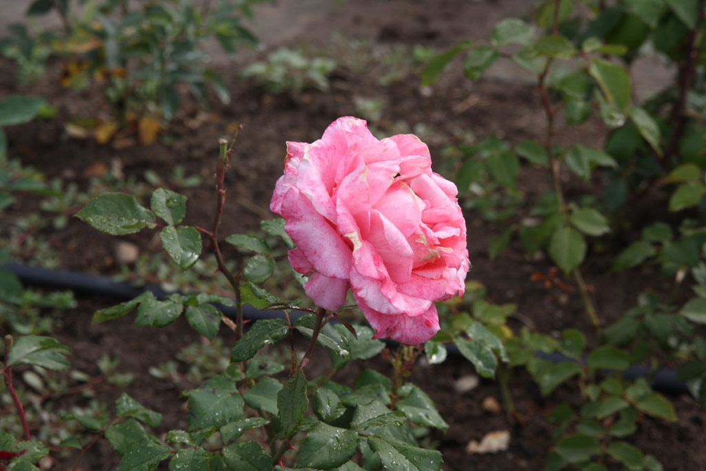 růže Gl Baba