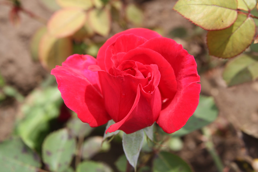 růže Gustav Mahler