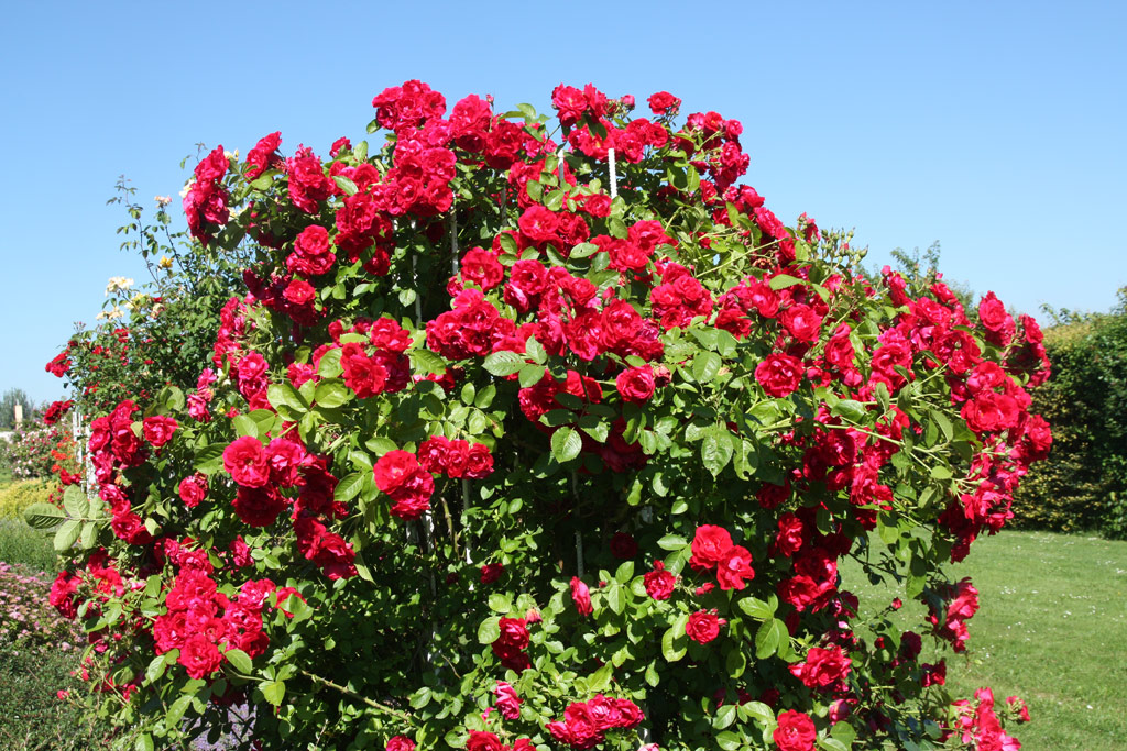 růže Hamburger Phoenix