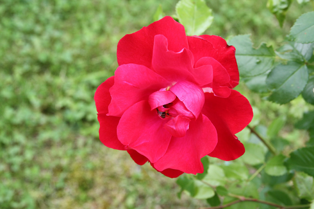 růže Hamburger Phoenix