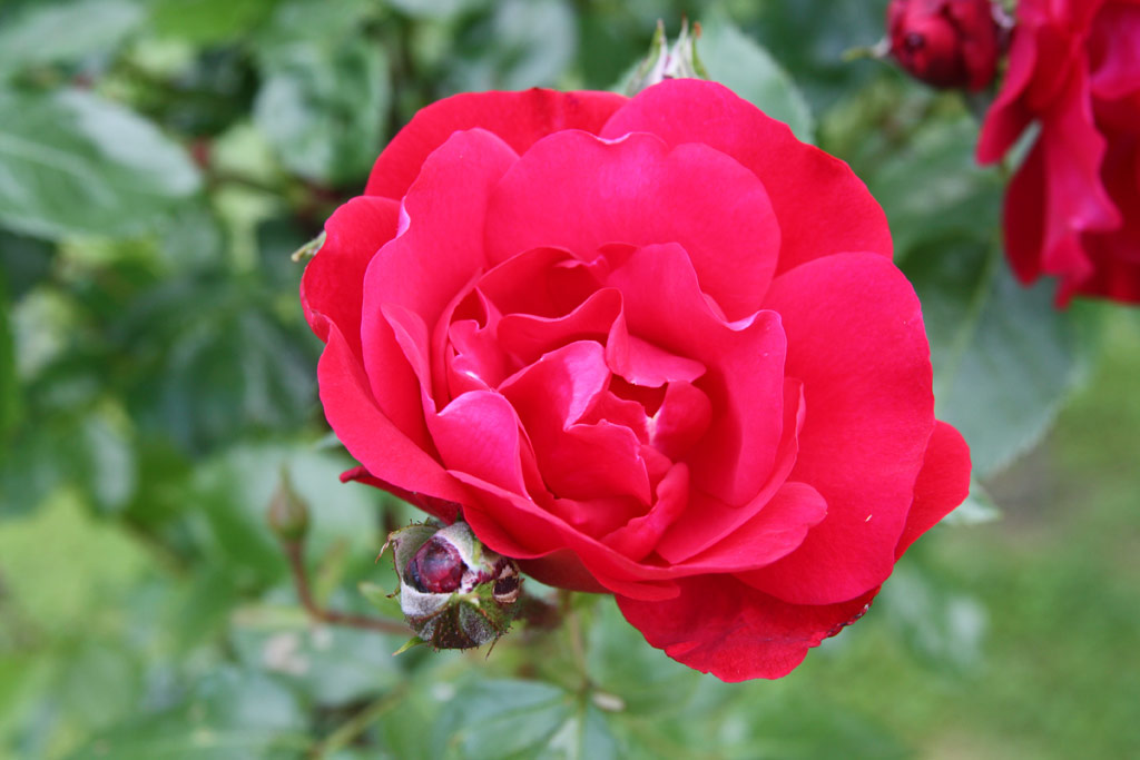 růže Hamburger Phoenix