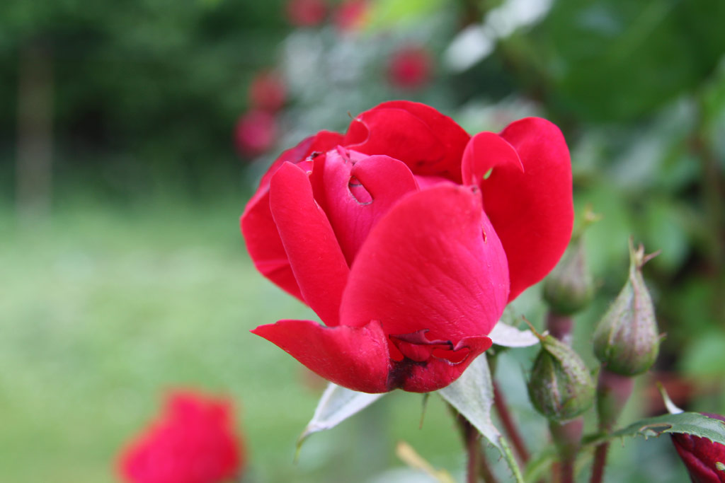růže Hamburger Phoenix