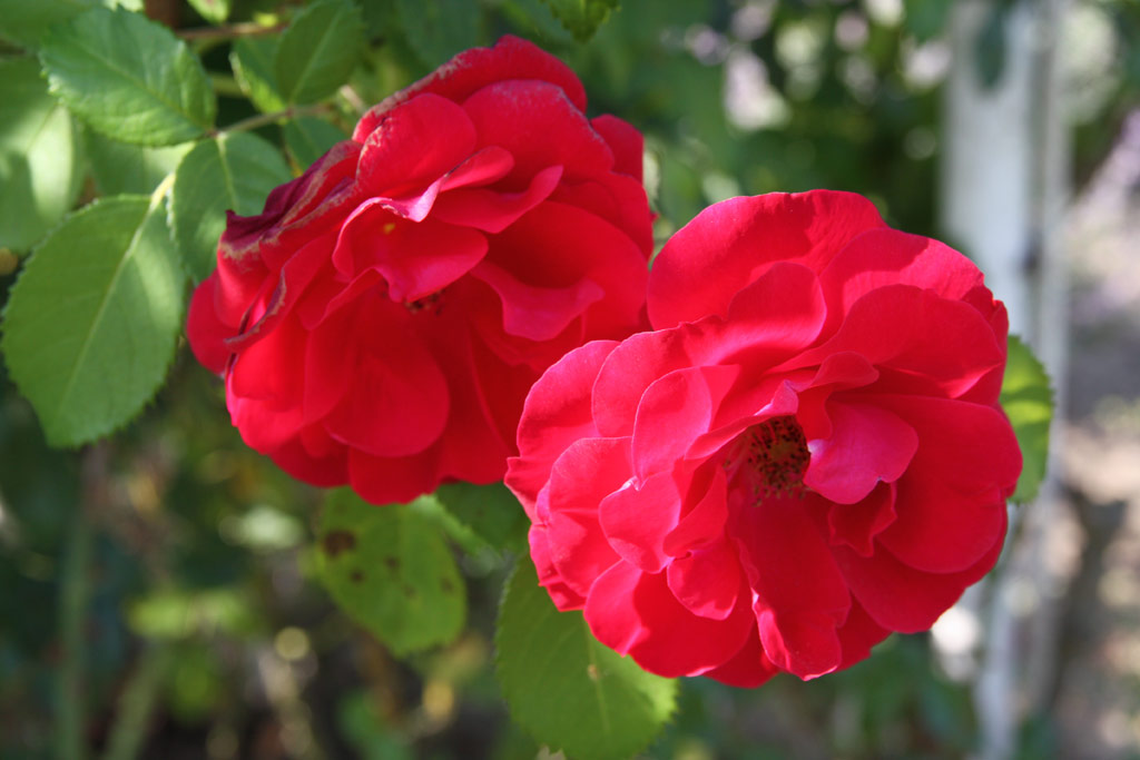 růže Hamburger Phoenix