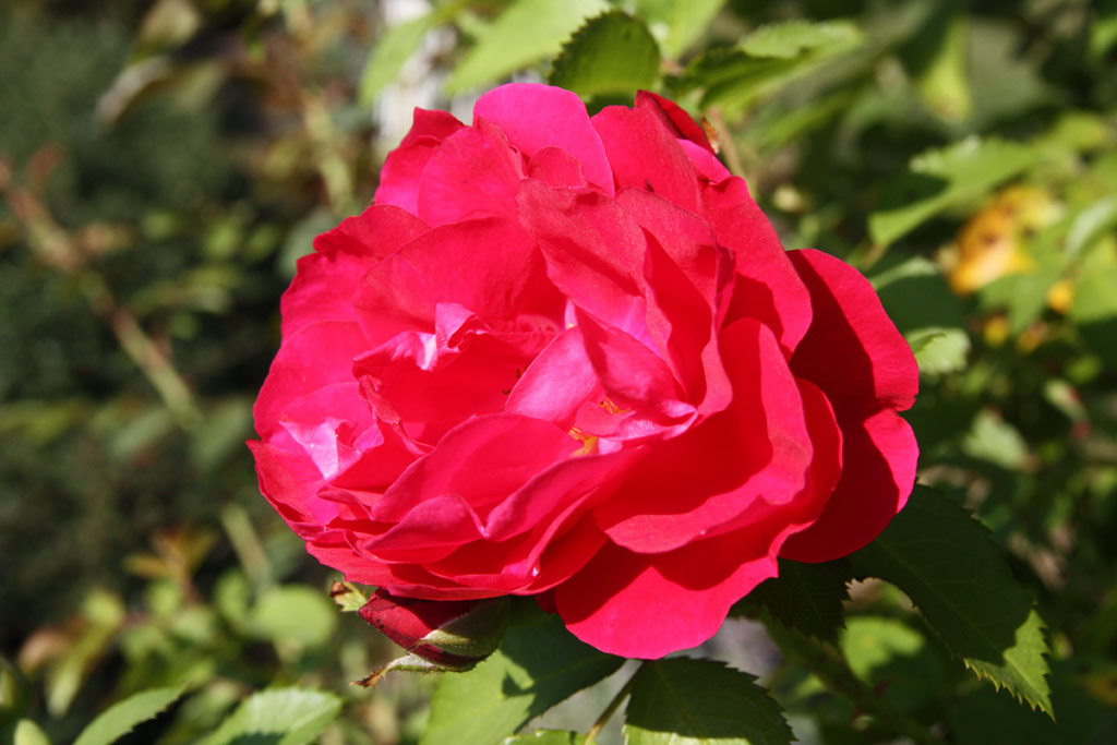 růže Hamburger Phoenix