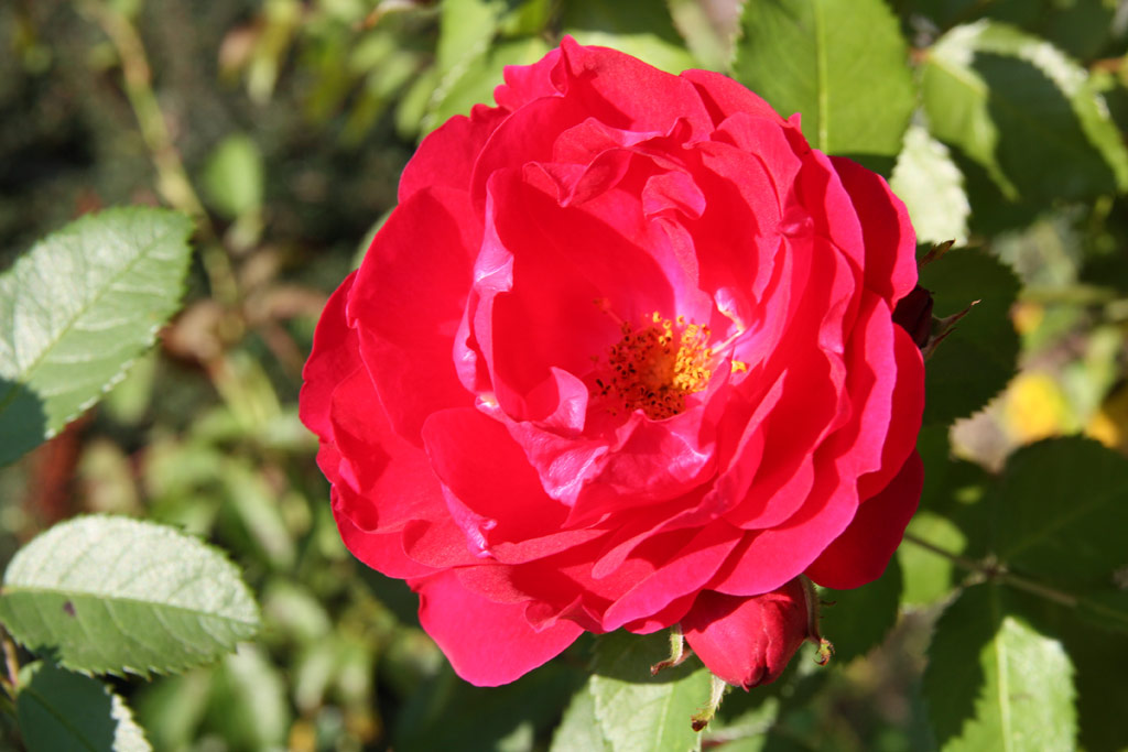 růže Hamburger Phoenix