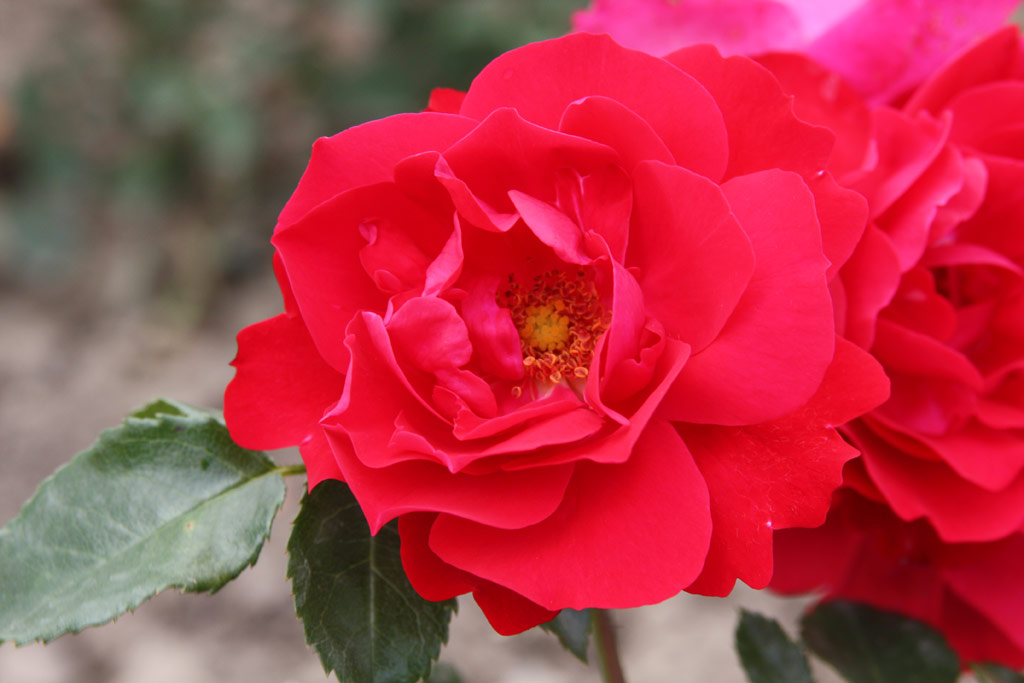 růže Hamburger Phoenix