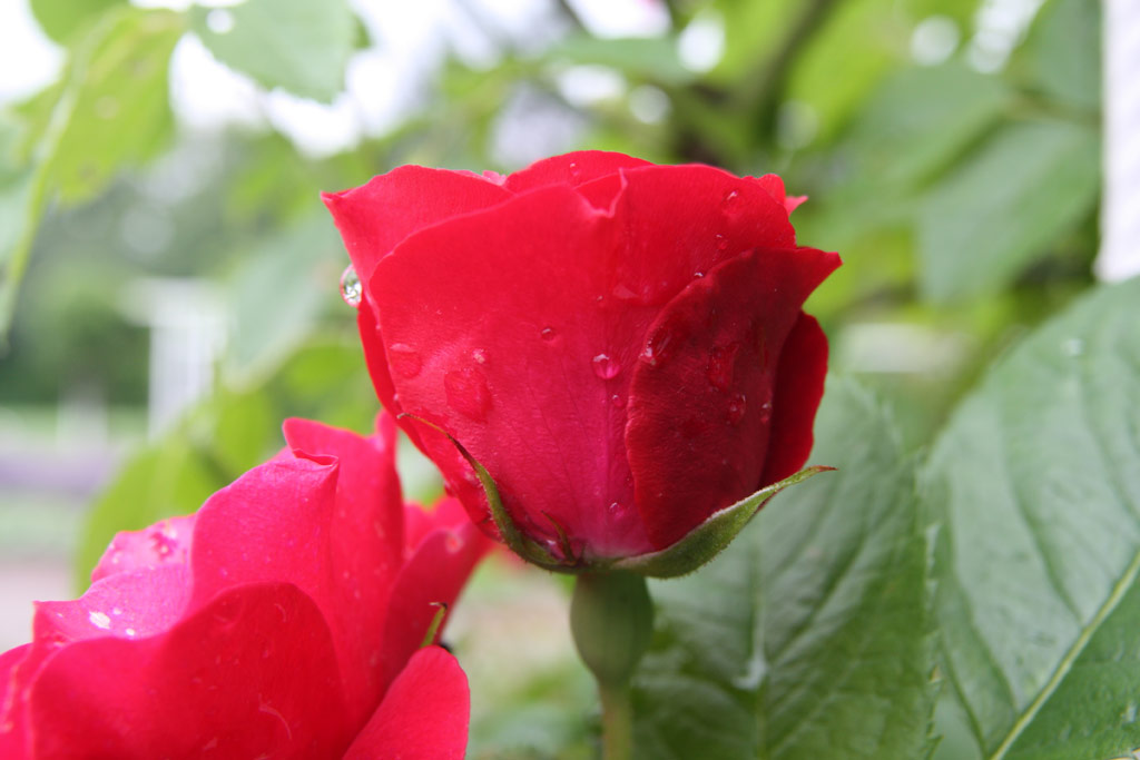 růže Hamburger Phoenix