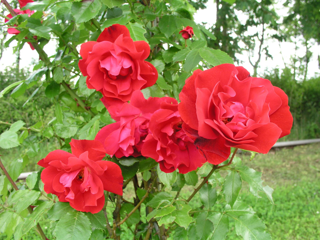 růže Hamburger Phoenix