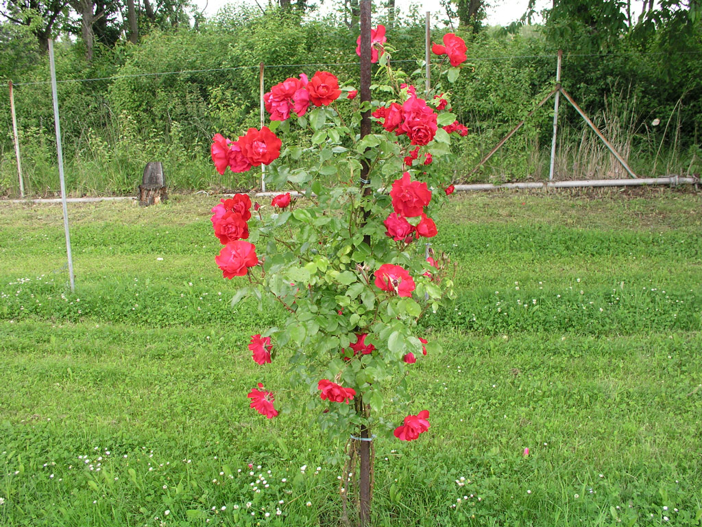 růže Hamburger Phoenix