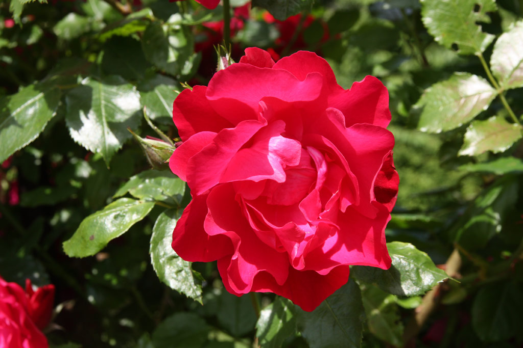 růže Hamburger Phoenix