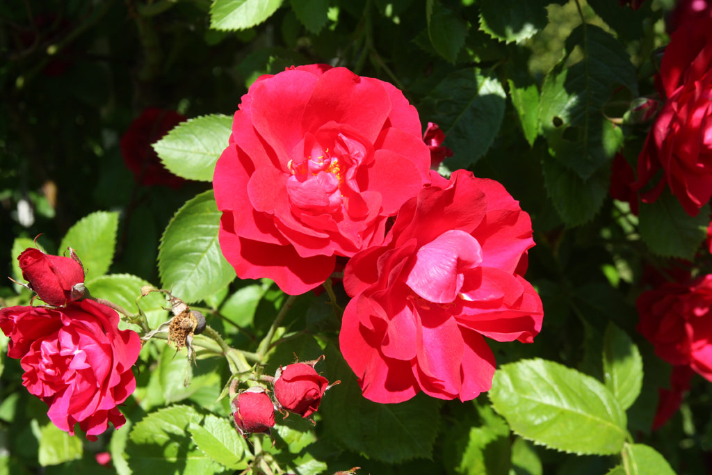 růže Hamburger Phoenix