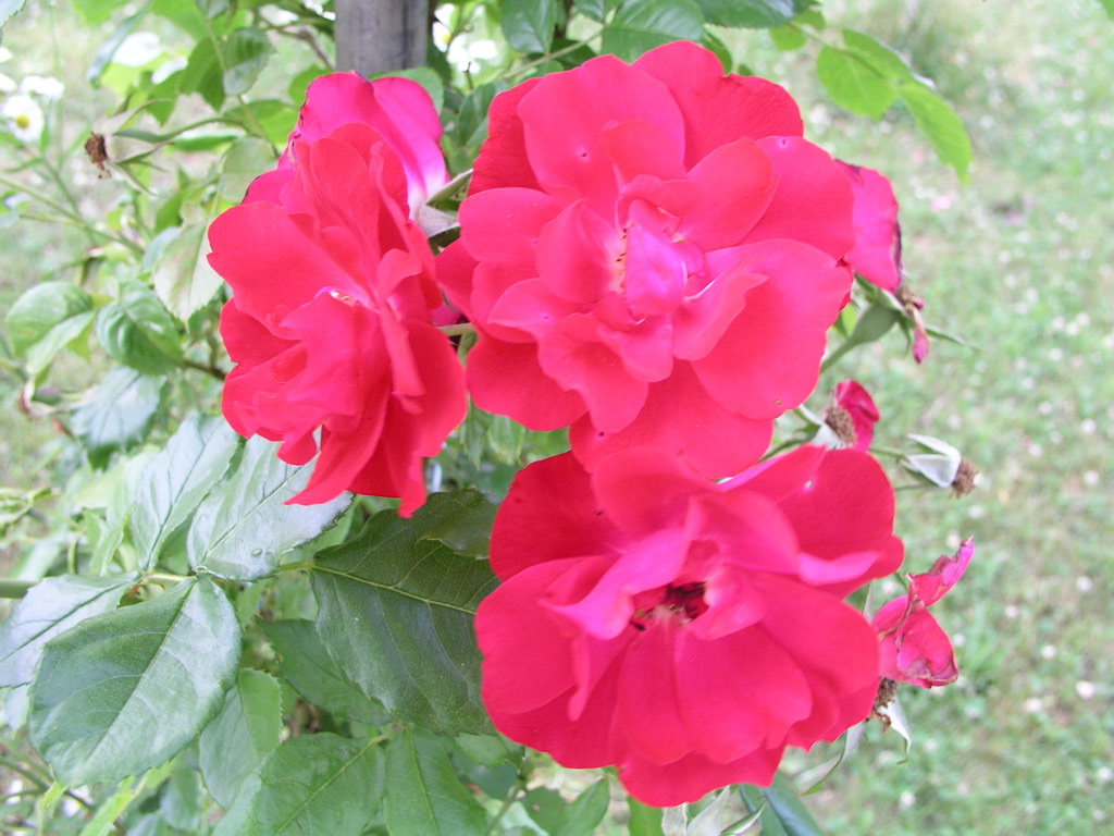 růže Hamburger Phoenix