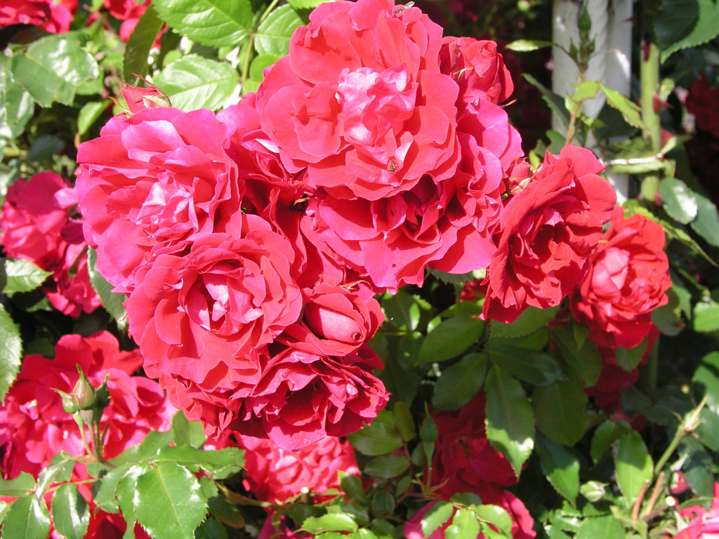 růže Hamburger Phoenix