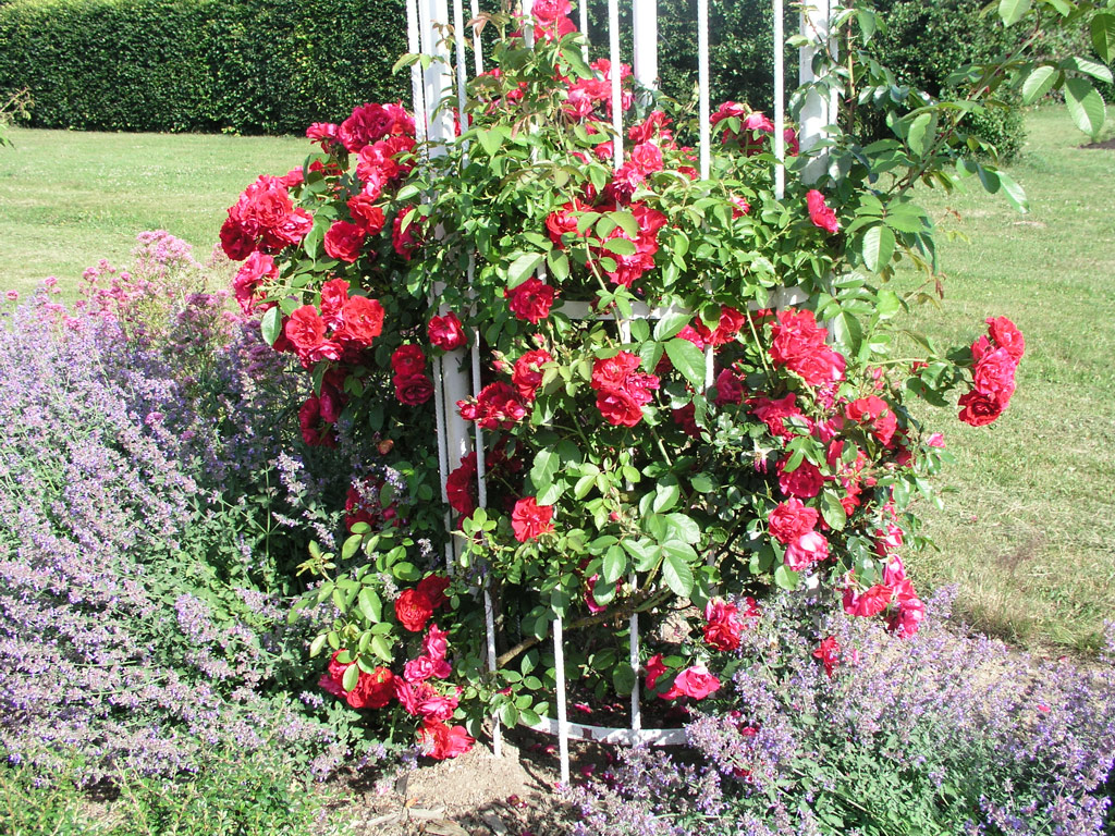 růže Hamburger Phoenix