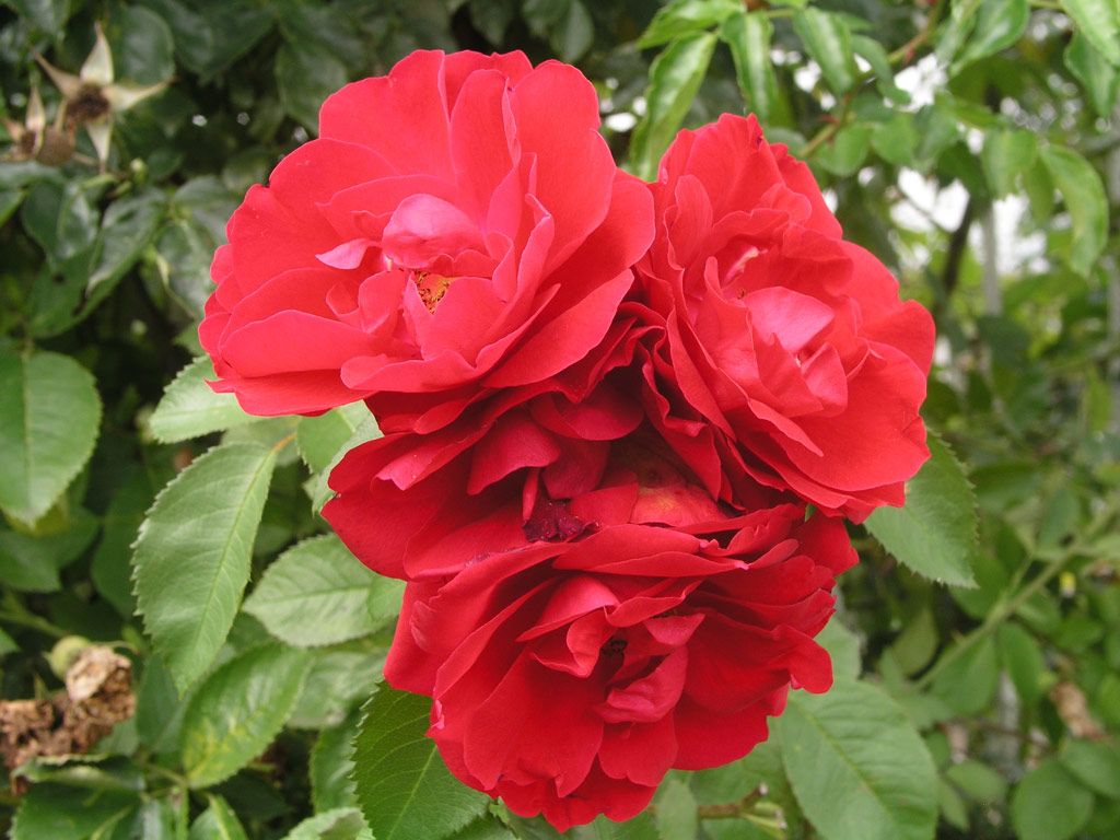 růže Hamburger Phoenix