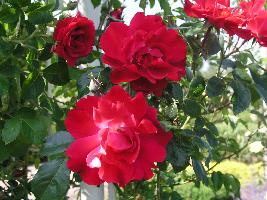 růže Hamburger Phoenix