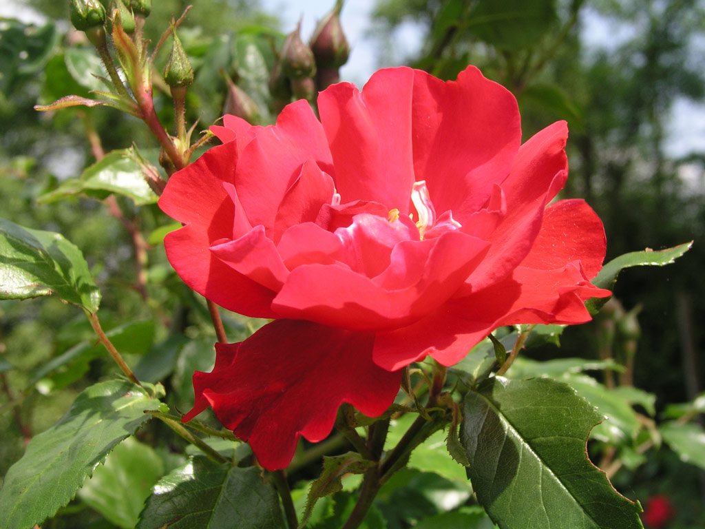 růže Hamburger Phoenix