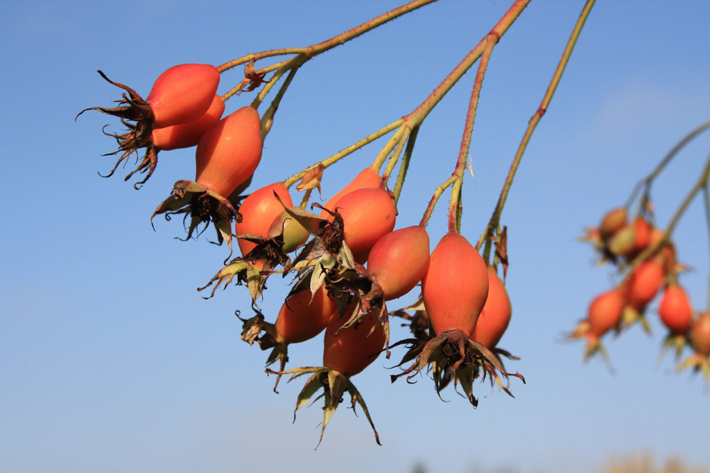 růže Hamburger Phoenix