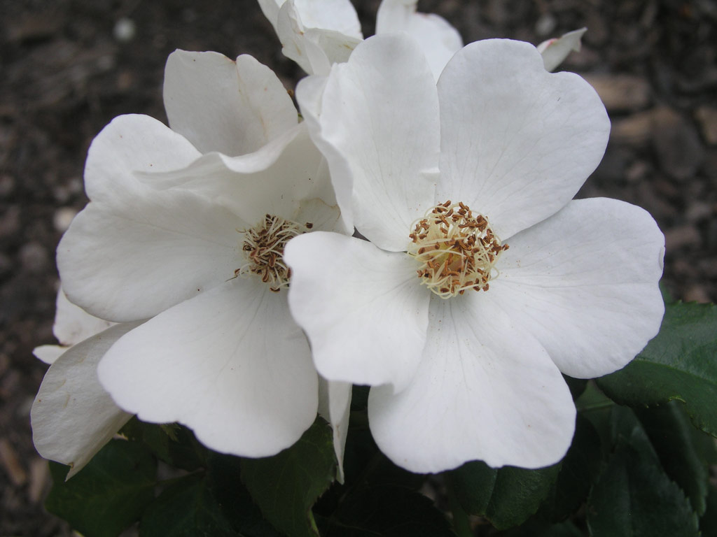 růže Hannovers Weisse