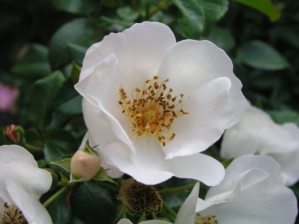 růže Hannovers Weisse