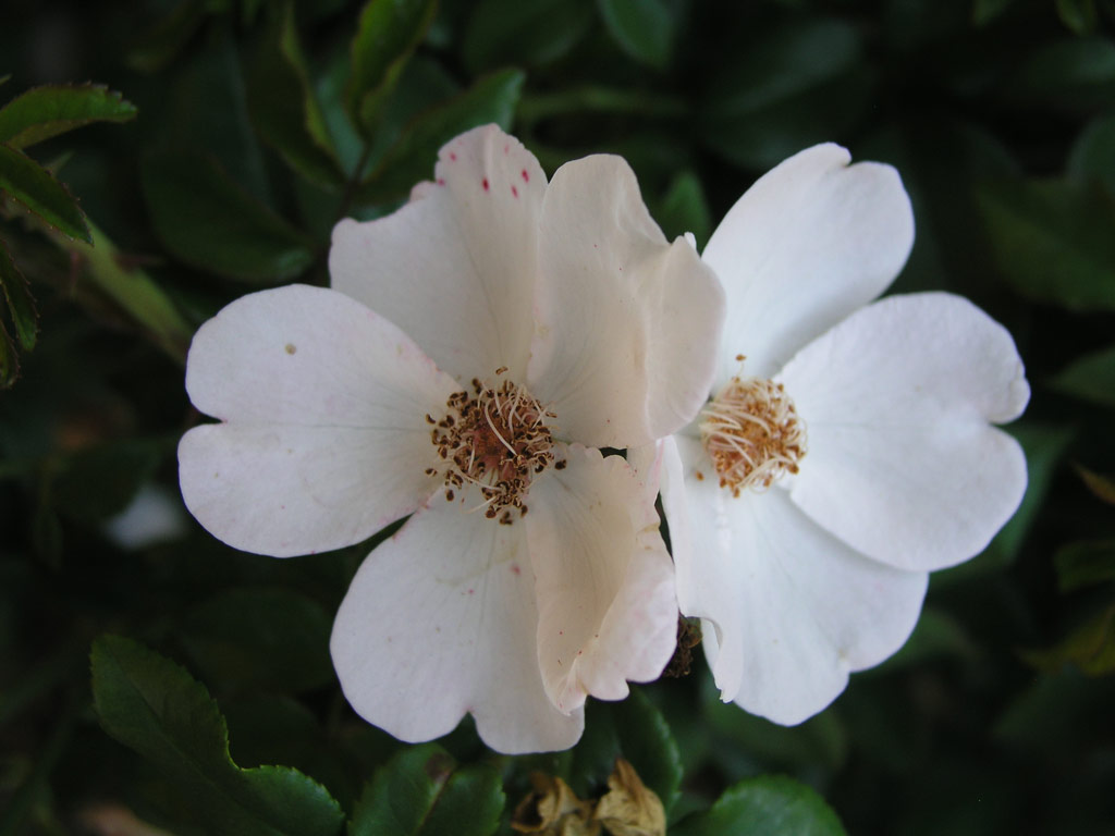 růže Hannovers Weisse