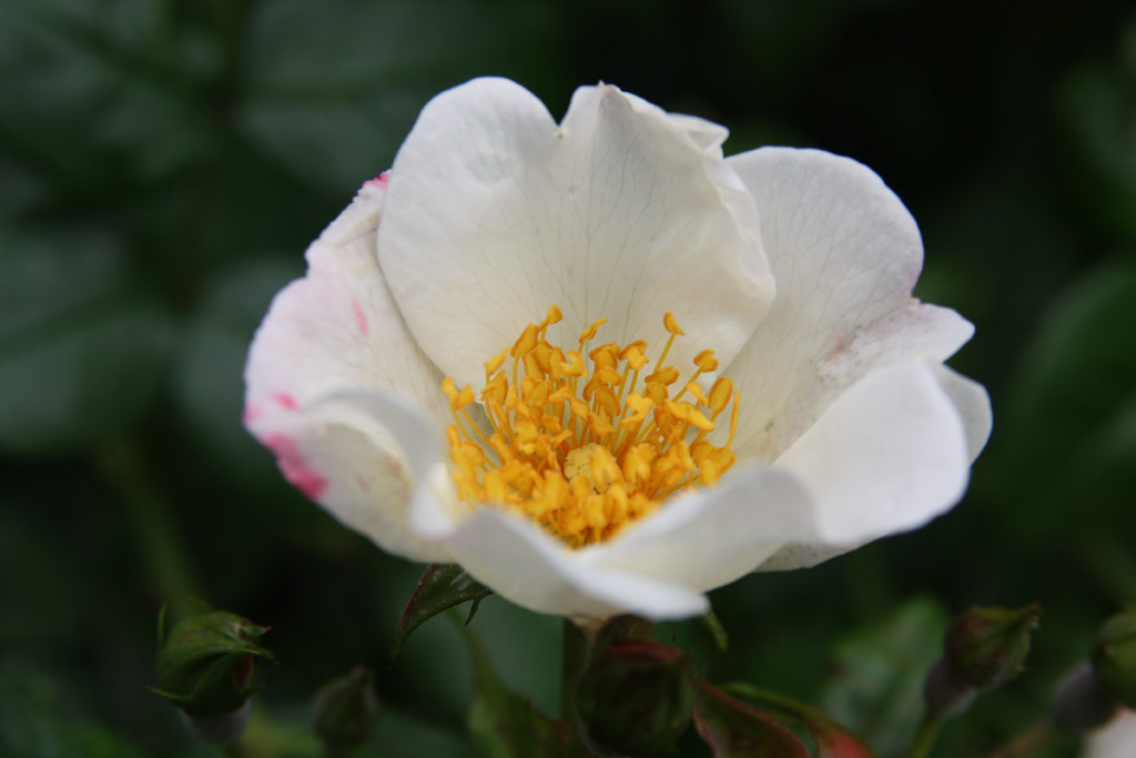 růže Hannovers Weisse