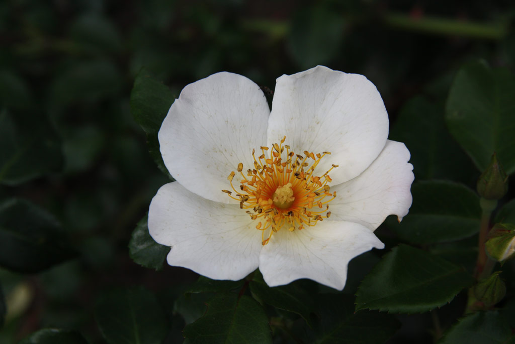 růže Hannovers Weisse