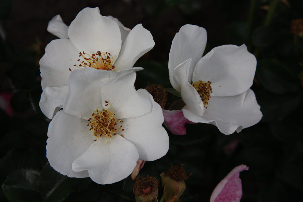 růže Hannovers Weisse