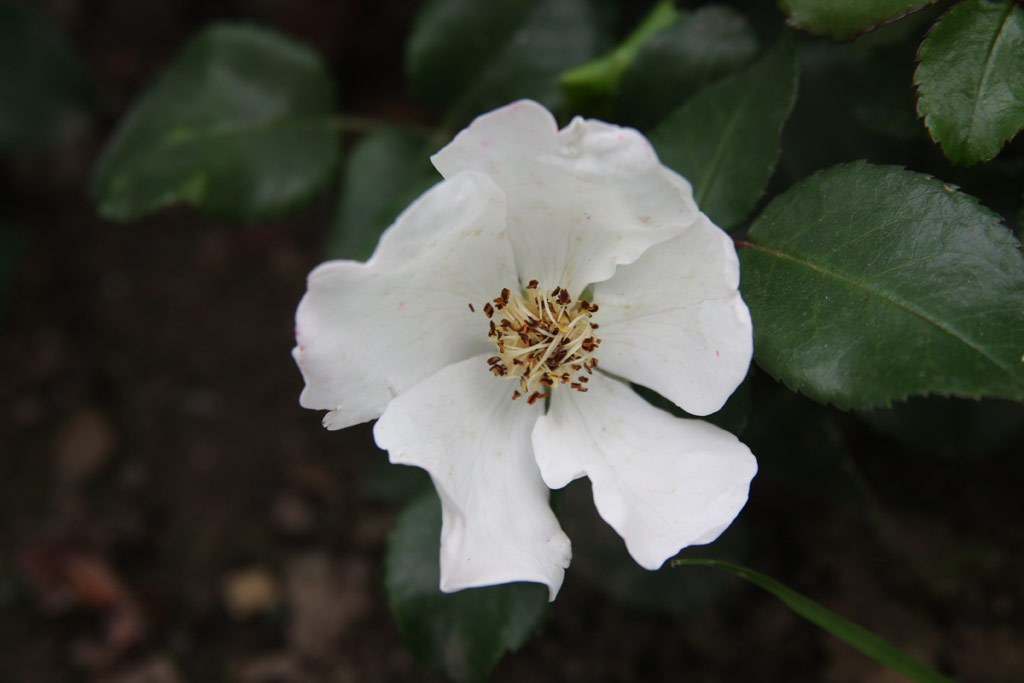 růže Hannovers Weisse