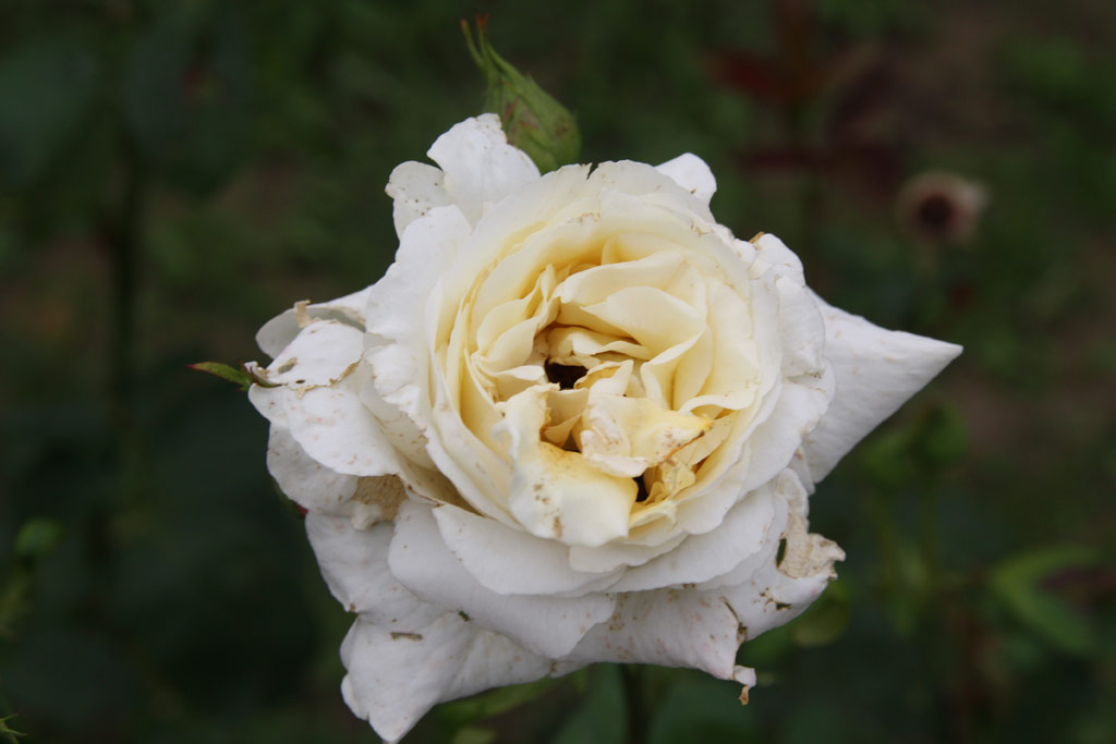 růže Hargita