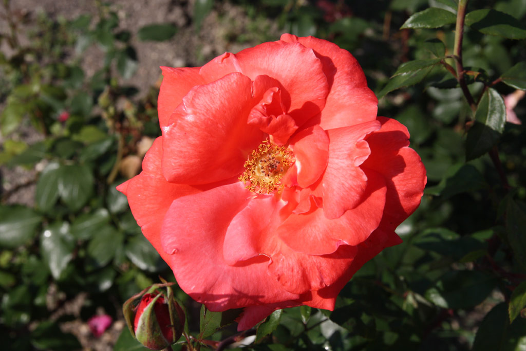 růže Harmonie (Vde?)