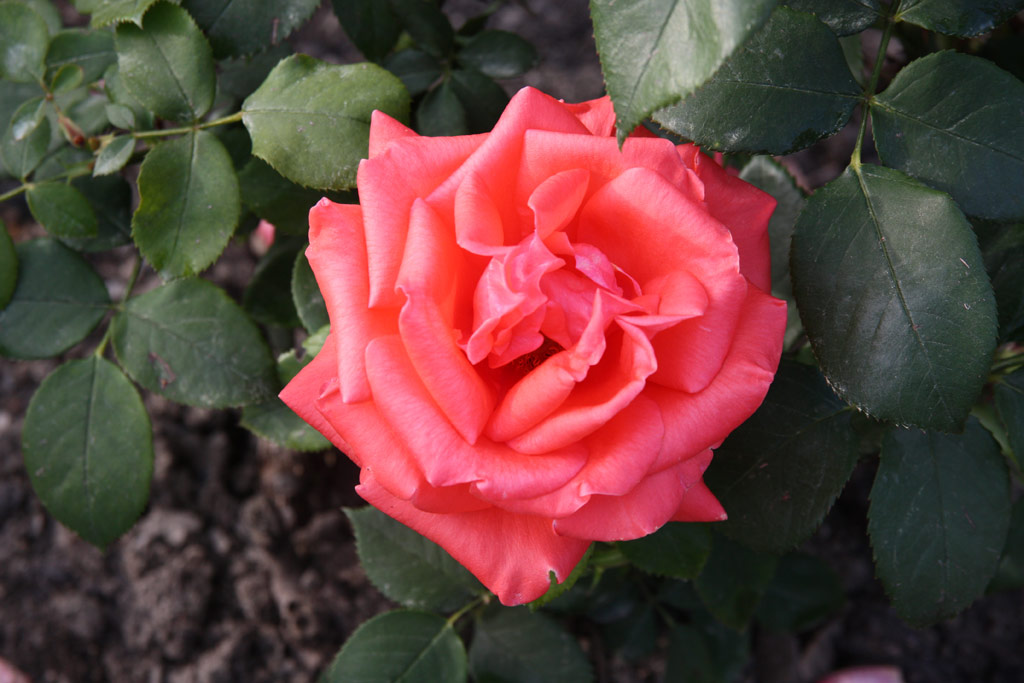 růže Harmonie (Vde?)