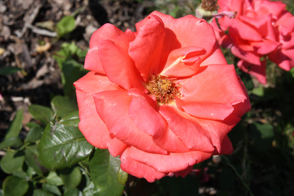 růže Harmonie (Vde?)