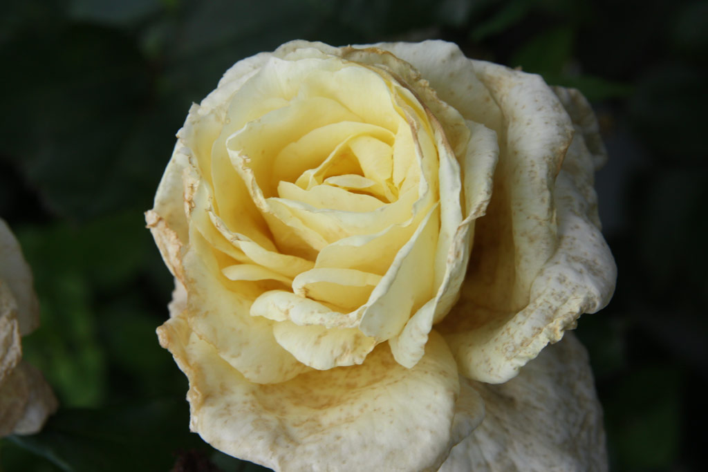 růže Harvest Fayre