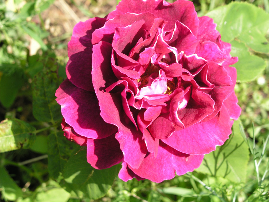 růže Havl?kova Nrodn