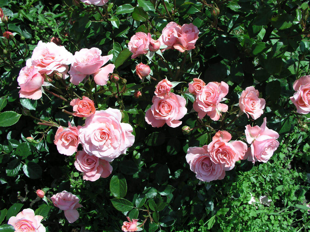 růže Heckenzauber