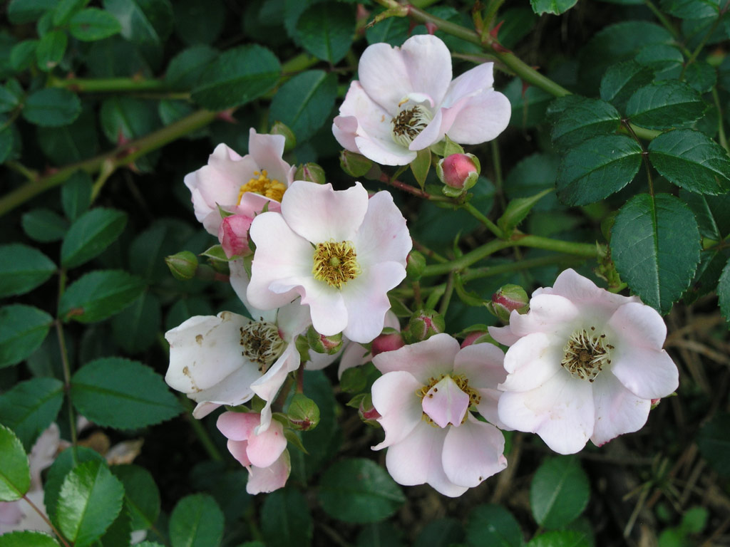 růže Heiderslein Nozomi