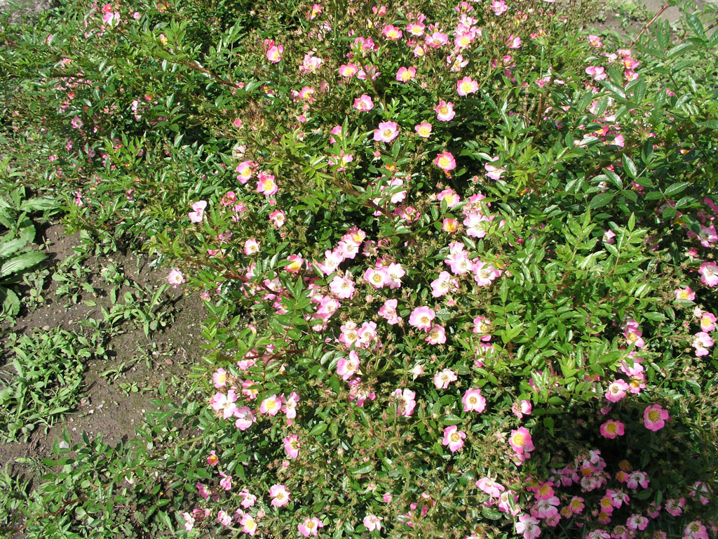 růže Heiderslein Nozomi