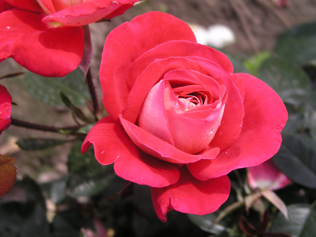 růže Heimatmelodie