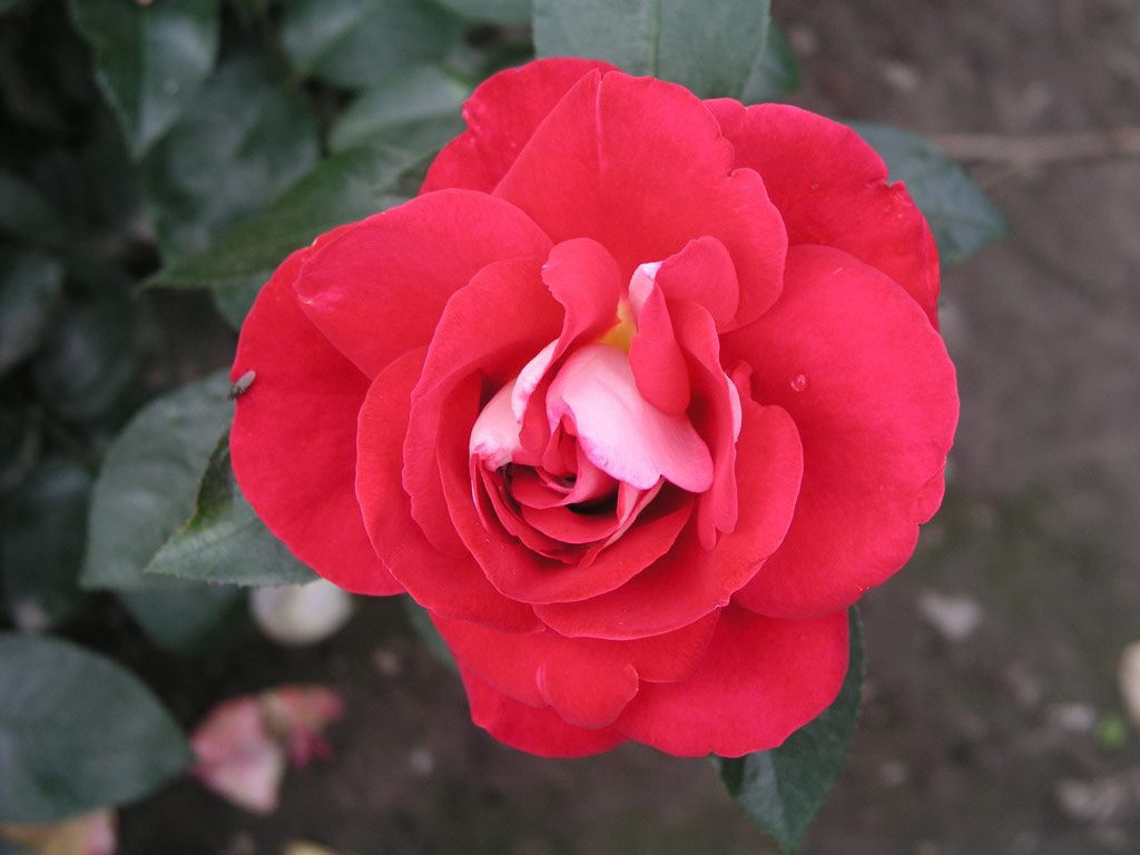 růže Heimatmelodie