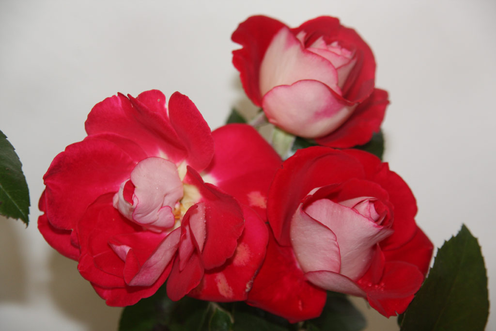 růže Heimatmelodie