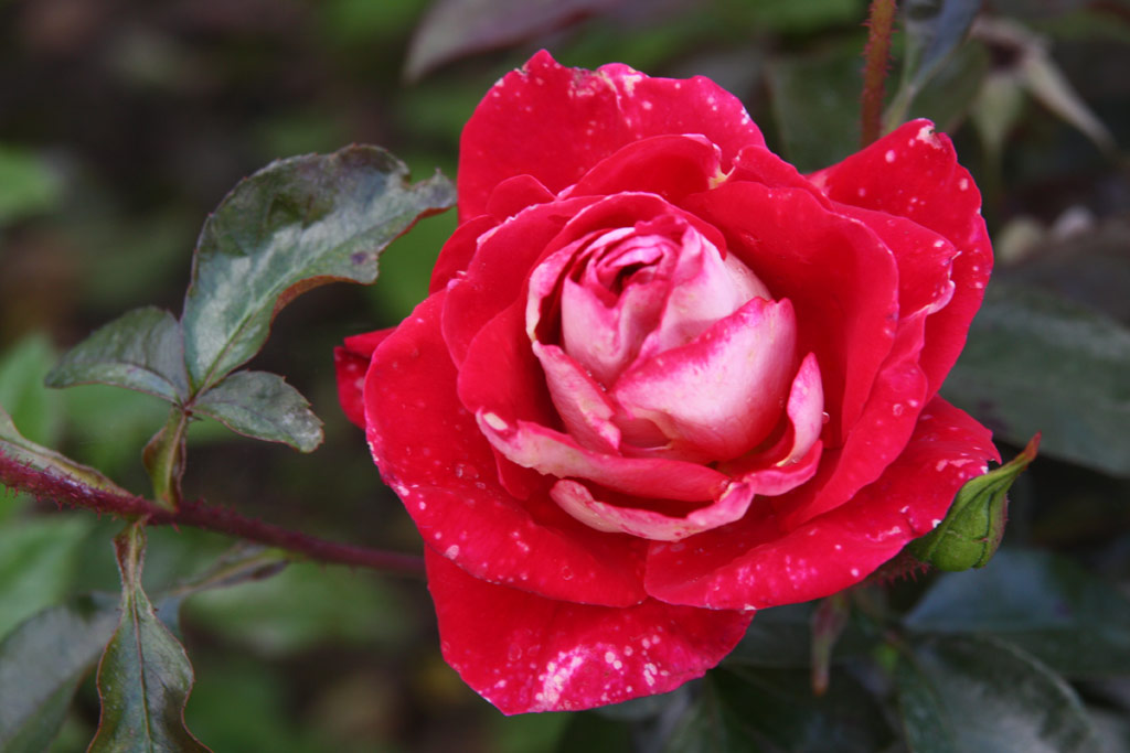 růže Heimatmelodie