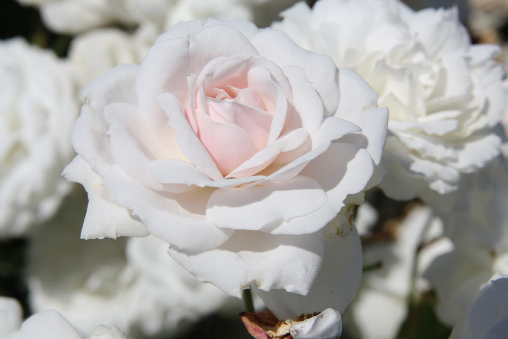 růže Heinrich Blanc