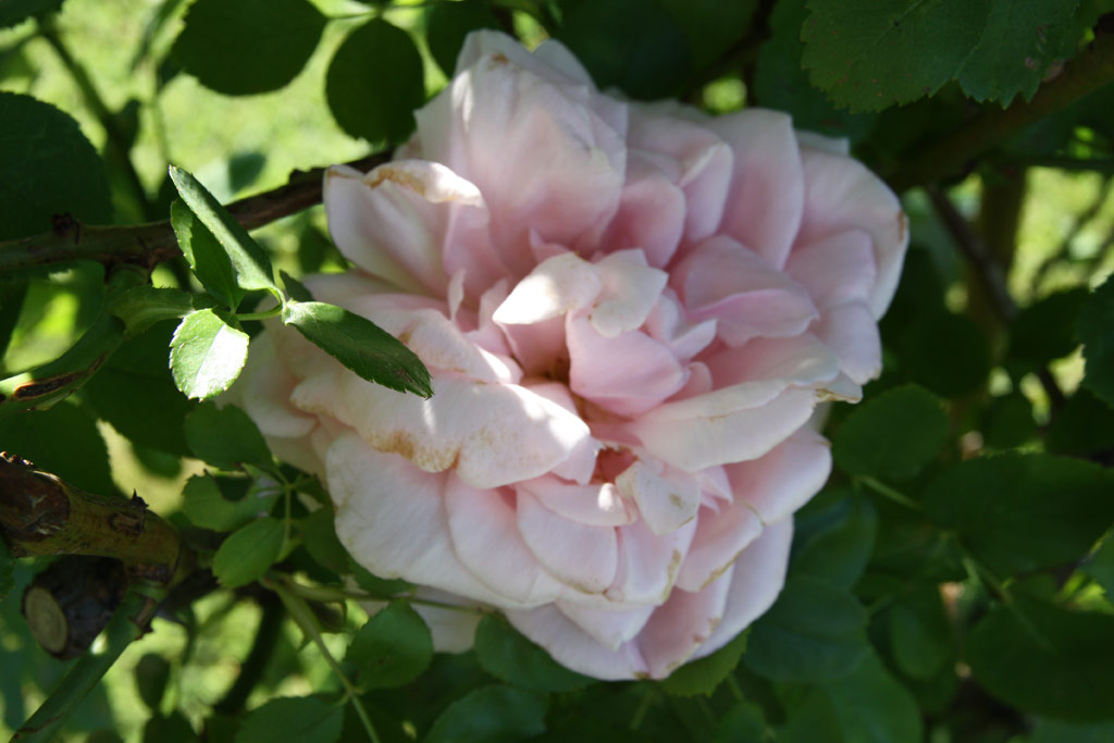 růže Heinrich Mnch