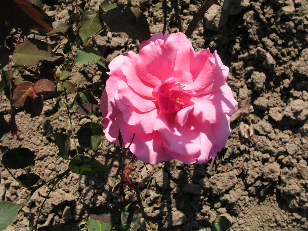 růže Helene de Roumanie