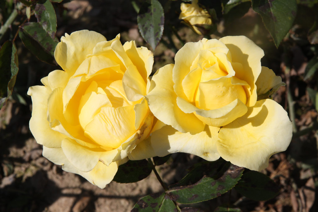 růže Helmut Schmidt